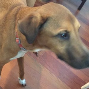 Meet your Posher, James